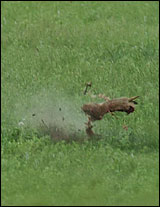 prairie dog shooting