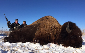 South Dakota bison (buffalo) hunting