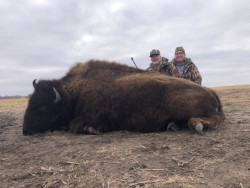 Bison Hunting - South Dakota