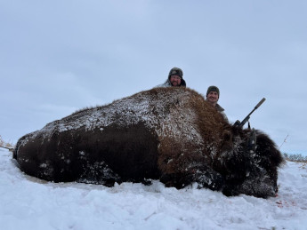 Big Bison in South Dakota