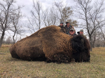 Bison in South Dakota