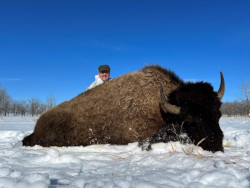 Bison Hunting - Todd