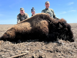 Bison Meat Bull Hunting