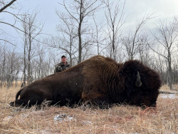 Buffalo Hunting - Brent