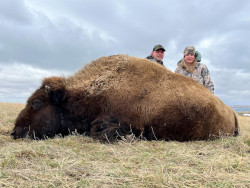 Buffalo in South Dakota