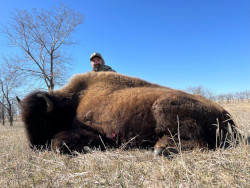 Cow Bison Hunting in South Dakota