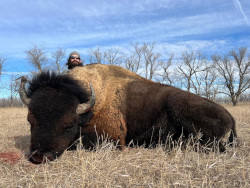 Dalton Shot This Super Trophy Bison in South Dakota