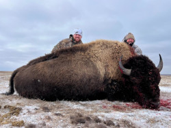 Dan and Dayton Sneak Up on a Buffalo