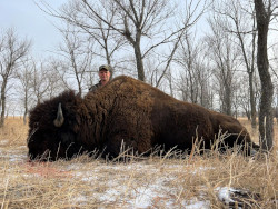 Buffalo Hunting - Kris