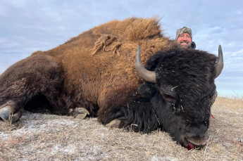 Trophy Buffalo Hunting in South Dakota