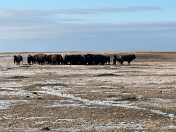 Buffalo On the Prairie in South Dakota