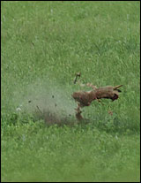 Prairie dog deals hunting